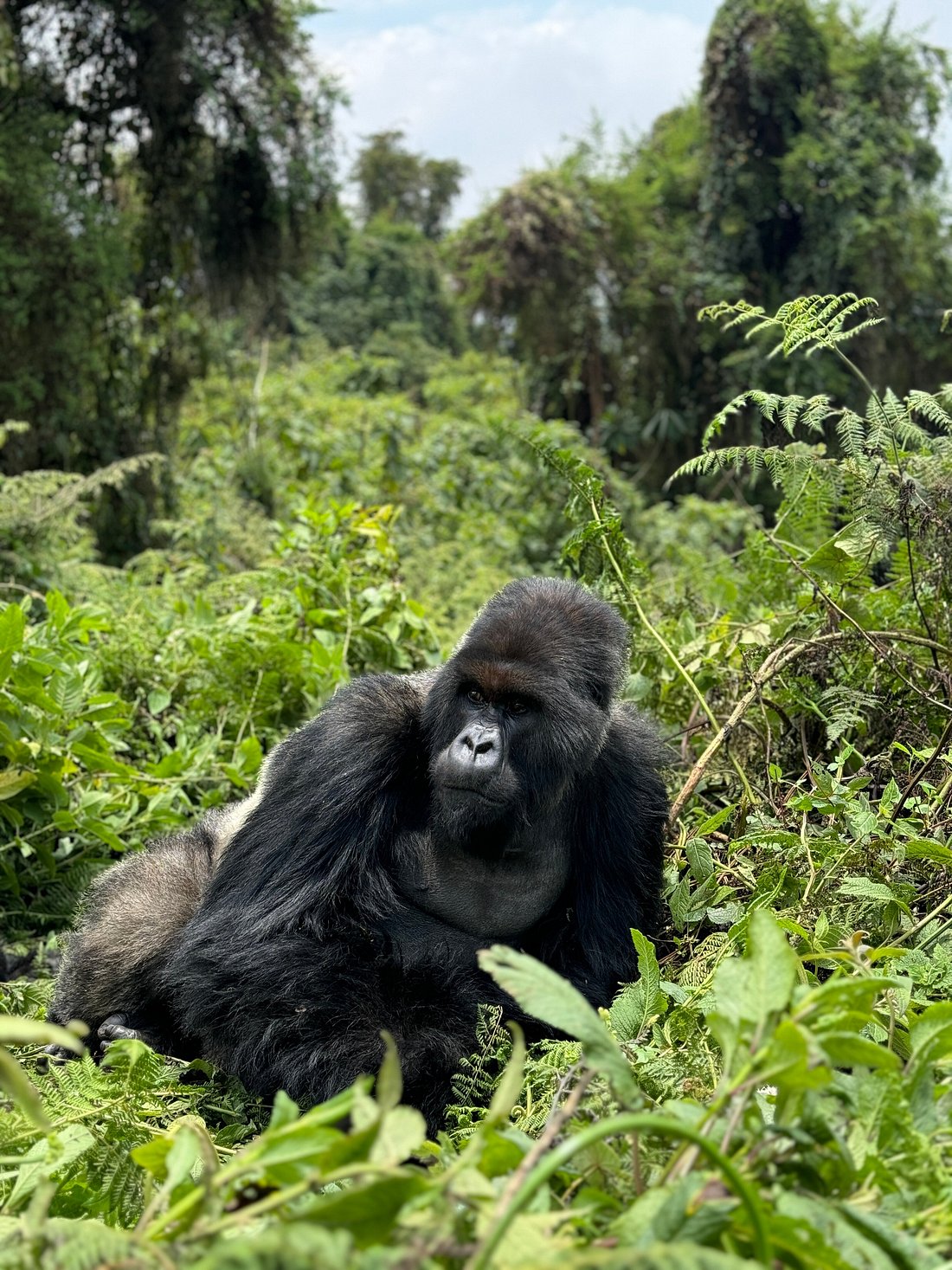 Bwindi Impenetrable Forest National Park