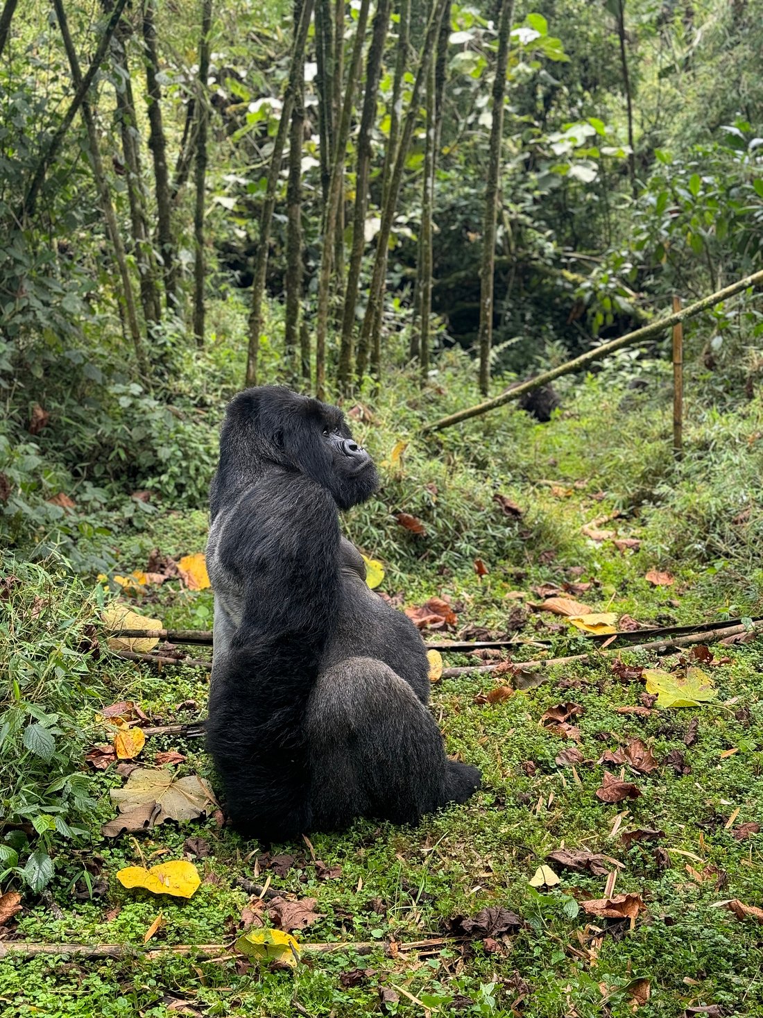 Bwindi Impenetrable Forest National Park